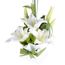 White Whisper Flowers