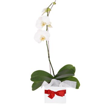 Potted Plant - Phalaenopsis Orchid Flowers