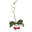Potted Plant - Phalaenopsis Orchid Flowers